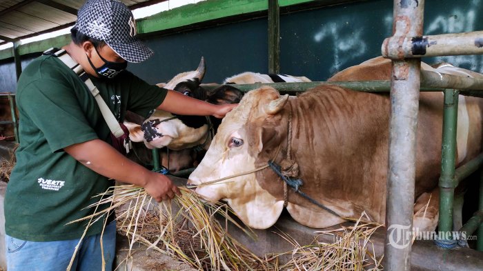 Detail Gambar Sapi Kurban Idul Adha Nomer 25