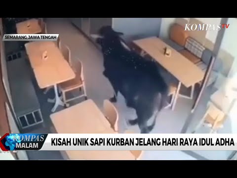 Detail Gambar Sapi Kurban Idul Adha Nomer 27