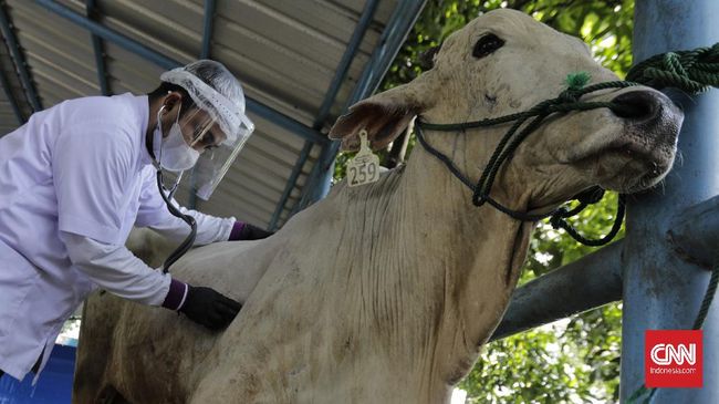 Detail Gambar Sapi Kurban Idul Adha Nomer 29