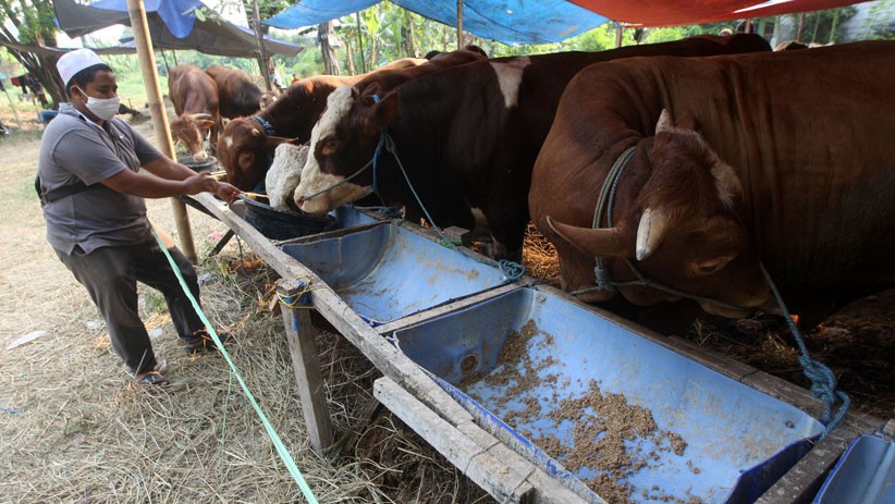 Detail Gambar Sapi Kurban Idul Adha Nomer 31