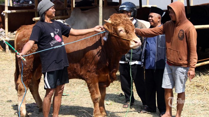 Detail Gambar Sapi Kurban Idul Adha Nomer 35