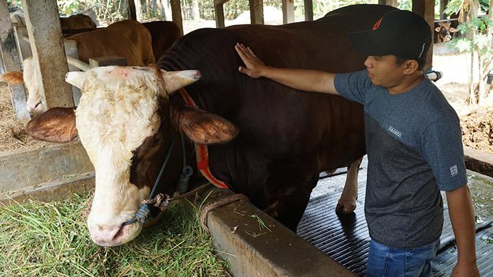 Detail Gambar Sapi Kurban Idul Adha Nomer 37