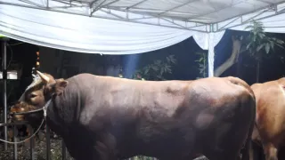 Detail Gambar Sapi Kurban Idul Adha Nomer 44