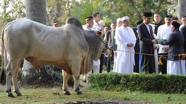 Detail Gambar Sapi Kurban Idul Adha Nomer 6