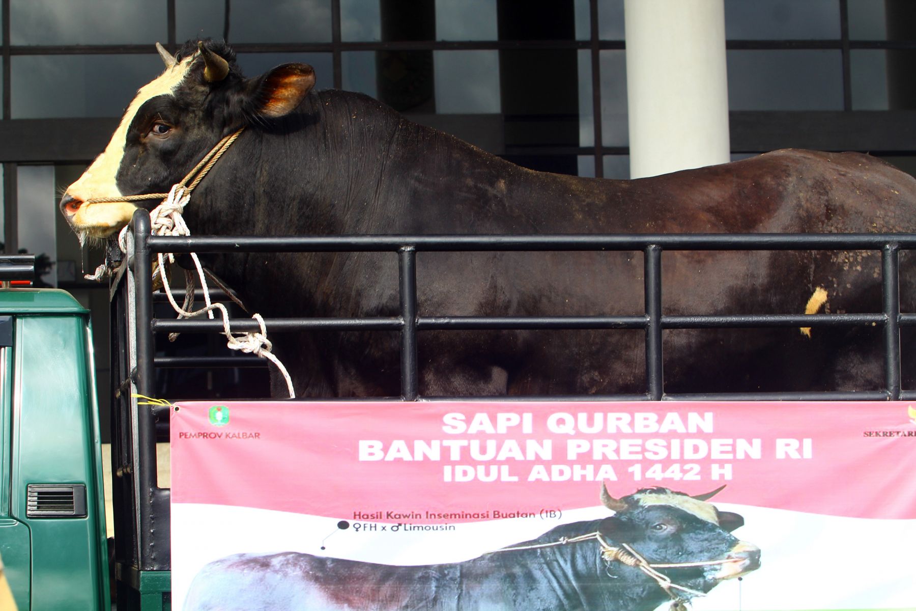 Detail Gambar Sapi Kurban Idul Adha Nomer 49