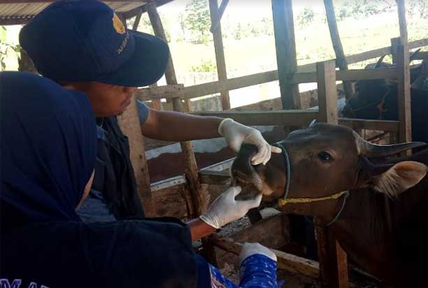 Detail Gambar Sapi Kurban Idul Adha Nomer 53