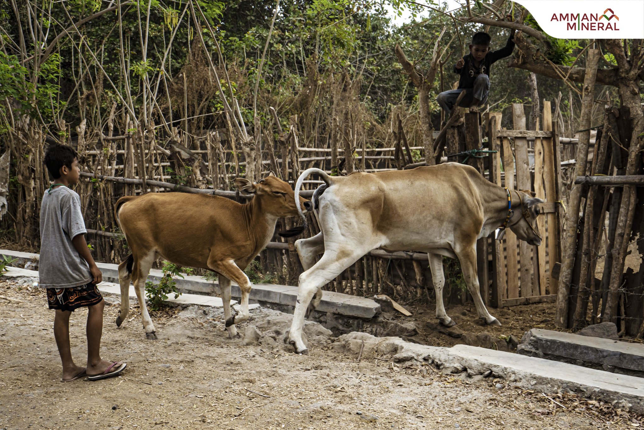 Detail Gambar Sapi Liar Nomer 21