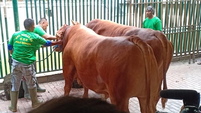 Detail Gambar Sapi Limosin Nomer 20