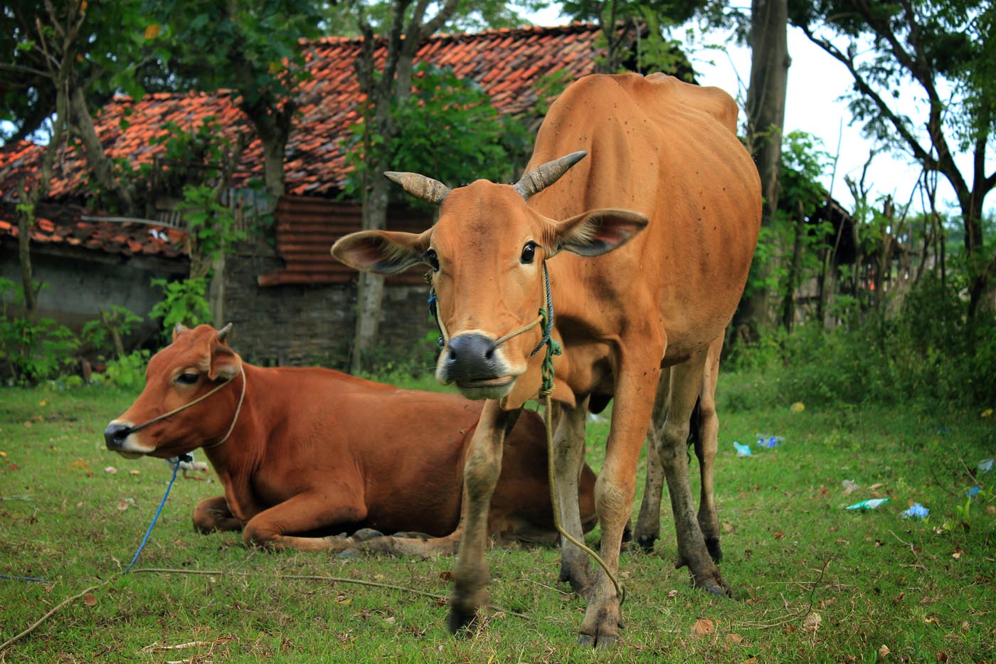 Gambar Sapi Madura - KibrisPDR