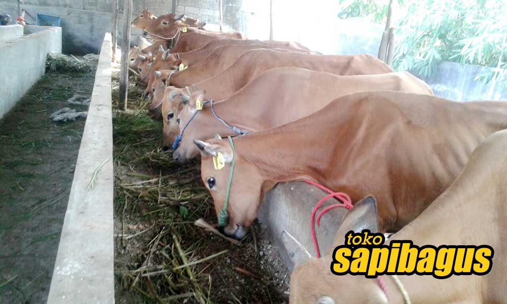 Detail Gambar Sapi Madura Nomer 18