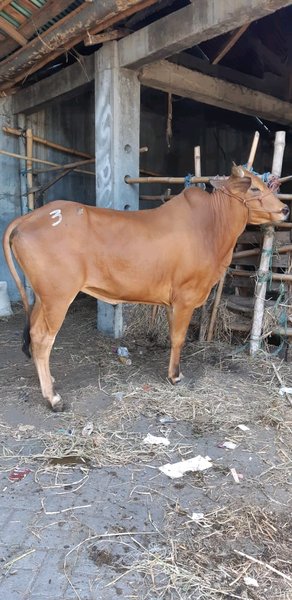 Detail Gambar Sapi Madura Nomer 22