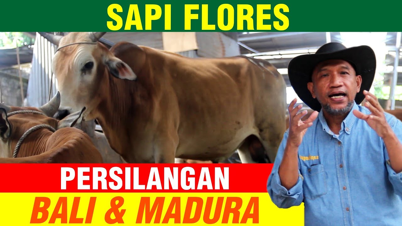 Detail Gambar Sapi Madura Nomer 23