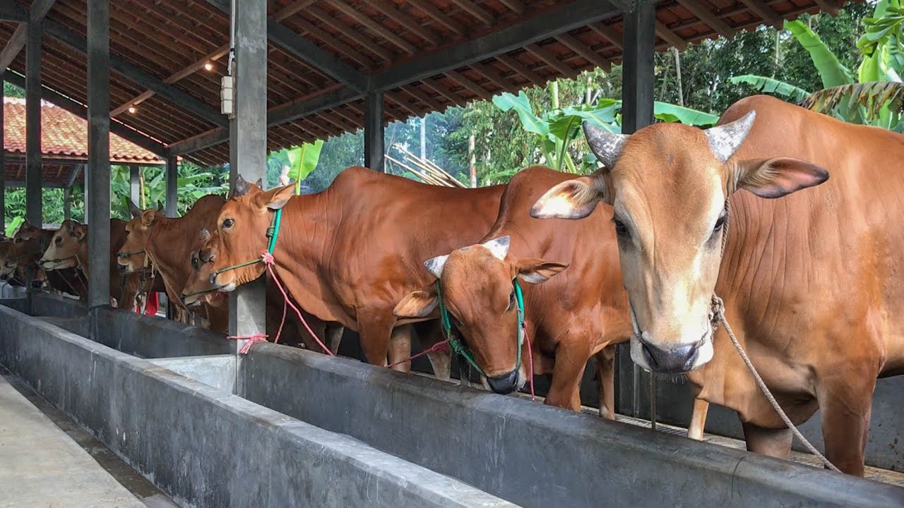 Detail Gambar Sapi Madura Nomer 31