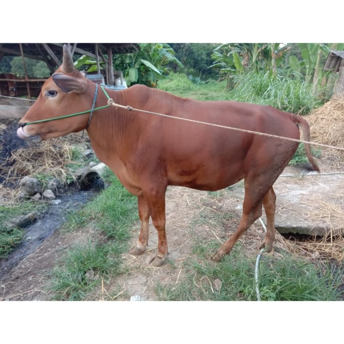 Detail Gambar Sapi Madura Nomer 33