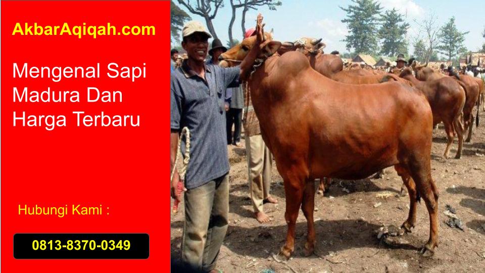 Detail Gambar Sapi Madura Nomer 39