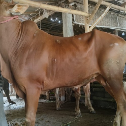 Detail Gambar Sapi Madura Nomer 40