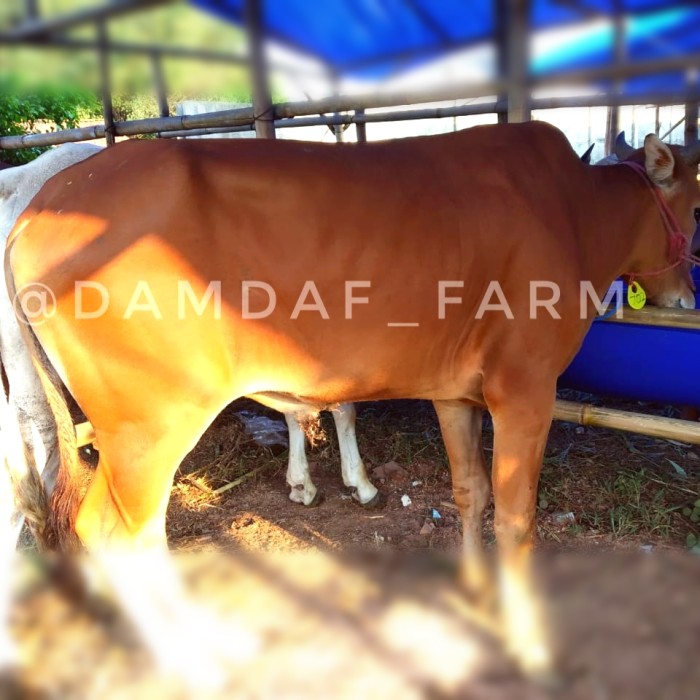 Detail Gambar Sapi Madura Nomer 46