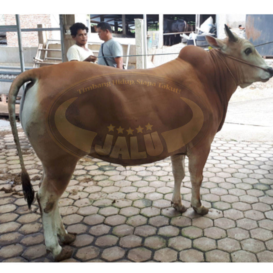 Detail Gambar Sapi Madura Nomer 53