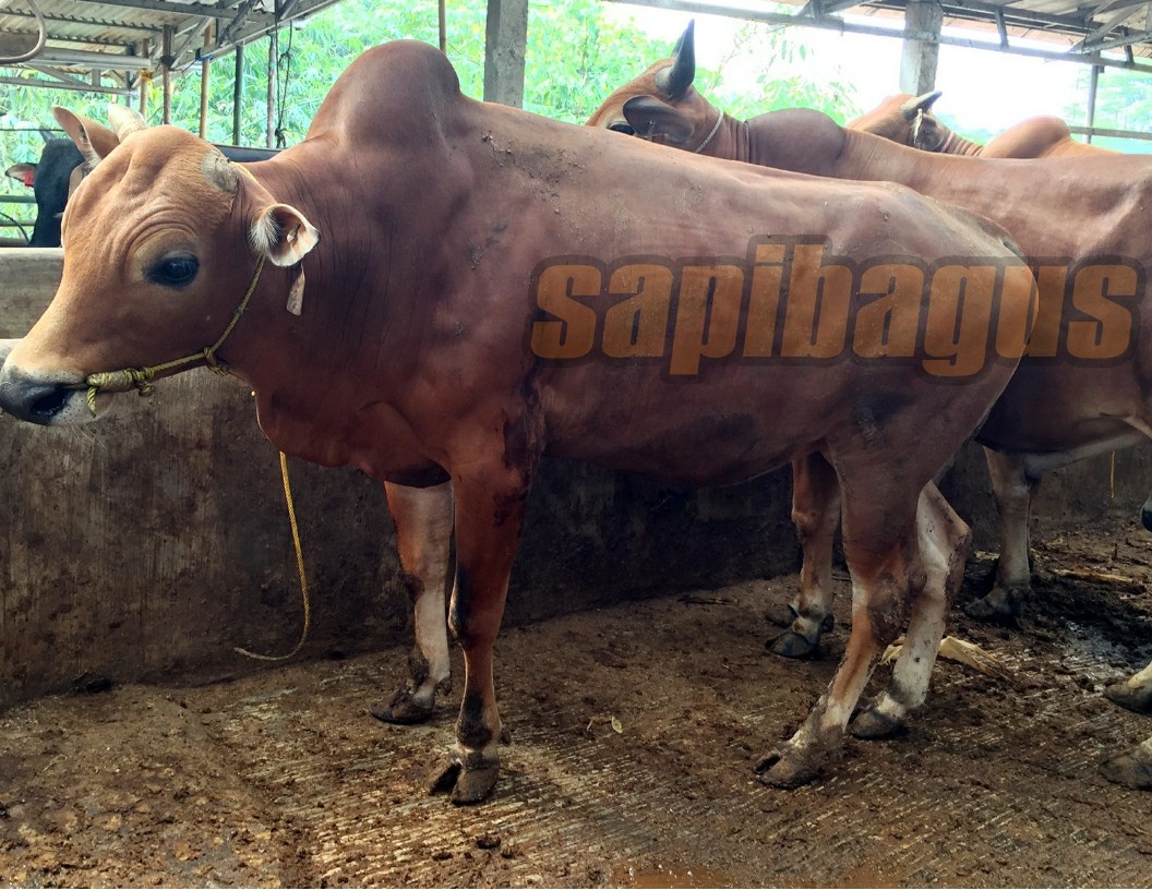 Detail Gambar Sapi Madura Nomer 6