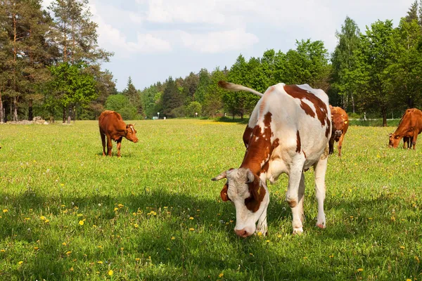 Detail Gambar Sapi Makan Nomer 24