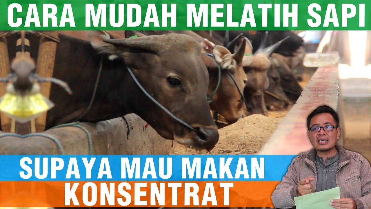 Detail Gambar Sapi Makan Nomer 27