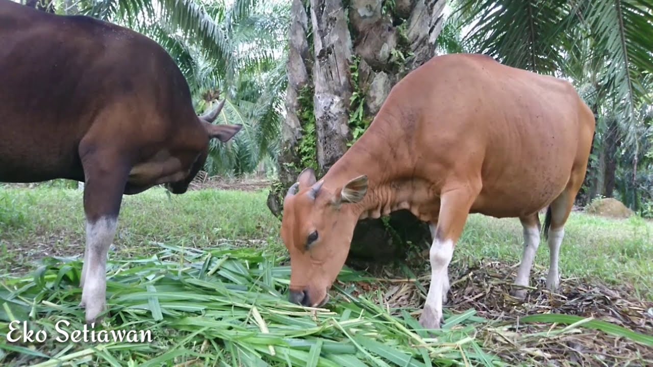 Detail Gambar Sapi Makan Nomer 50