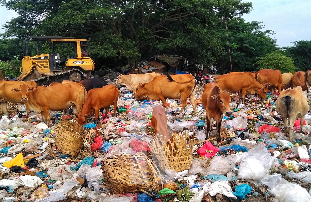 Detail Gambar Sapi Makan Nomer 7