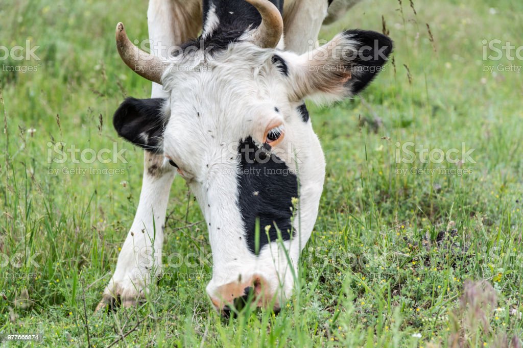 Detail Gambar Sapi Makan Nomer 8