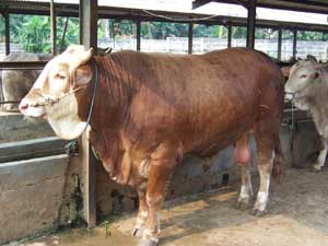 Detail Gambar Sapi Metal Nomer 23