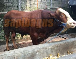 Detail Gambar Sapi Metal Nomer 25