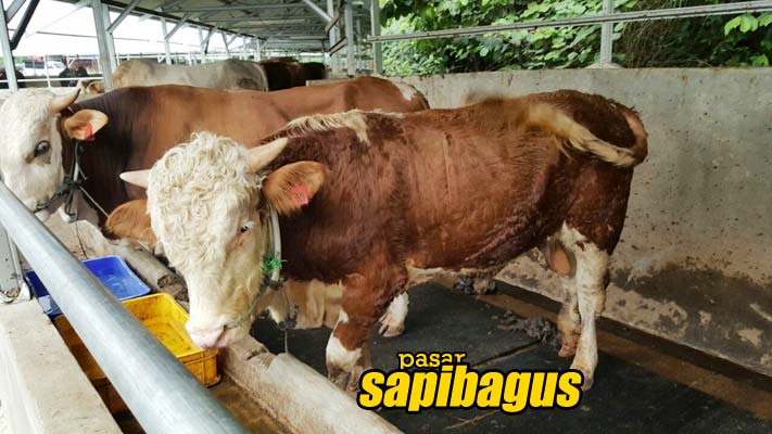 Detail Gambar Sapi Metal Nomer 27