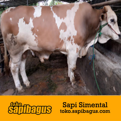 Detail Gambar Sapi Metal Nomer 35