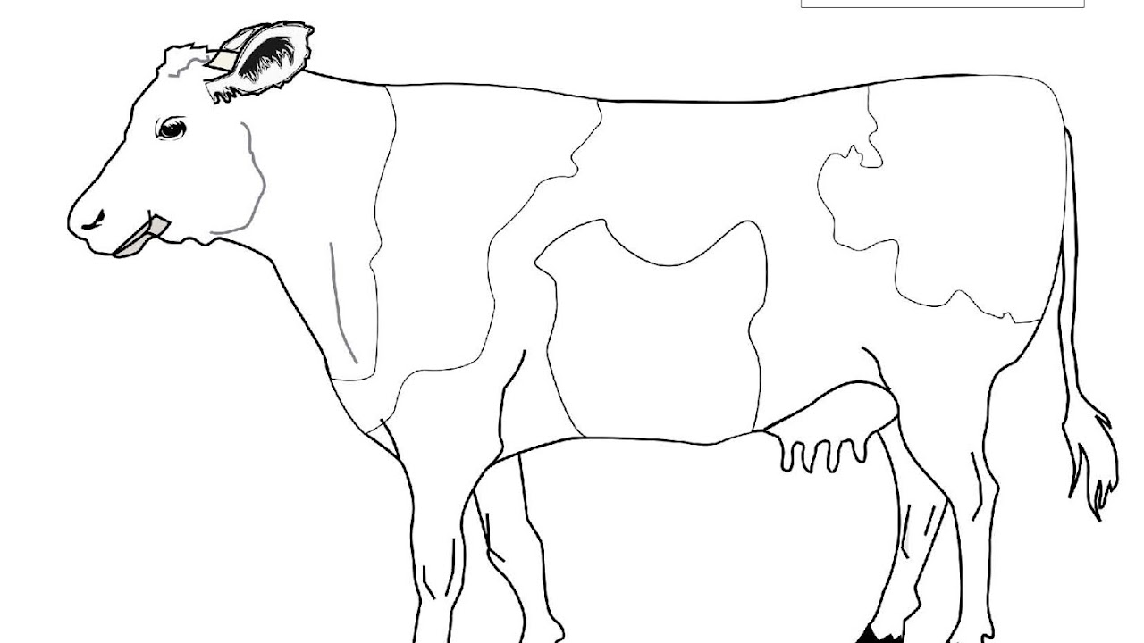 Detail Gambar Sapi Mewarnai Koleksi Nomer 24