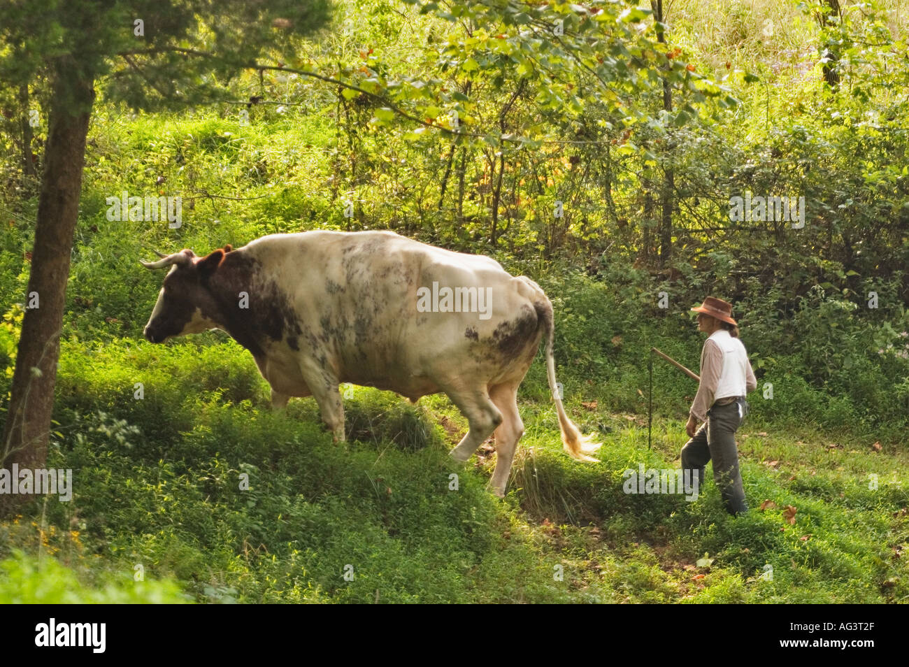 Detail Gambar Sapi Milking Shortom Nomer 42