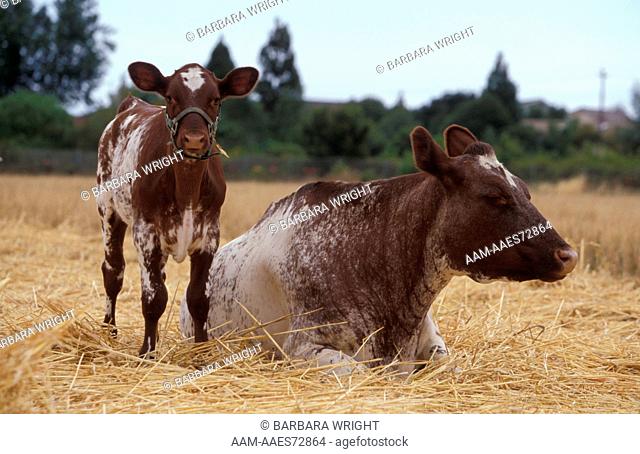 Detail Gambar Sapi Milking Shortom Nomer 45