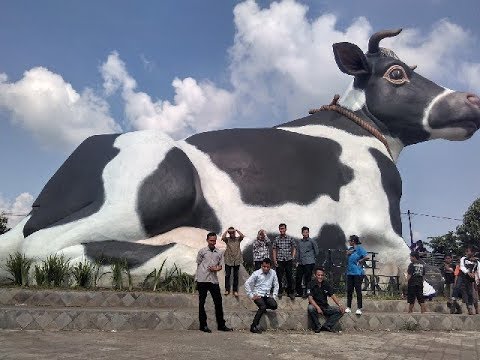 Detail Gambar Sapi Mo Nomer 3