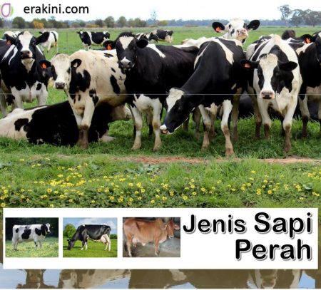 Detail Gambar Sapi Perah Nomer 20