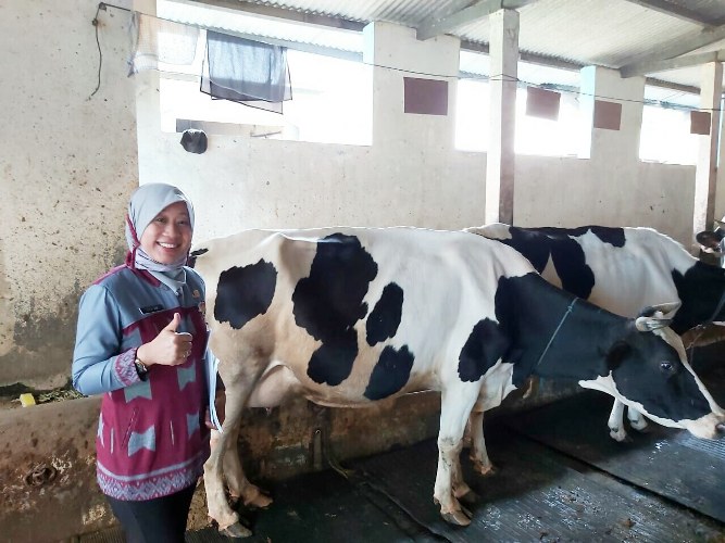 Detail Gambar Sapi Perah Nomer 38