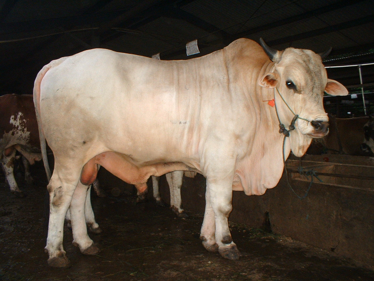 Gambar Sapi Po - KibrisPDR