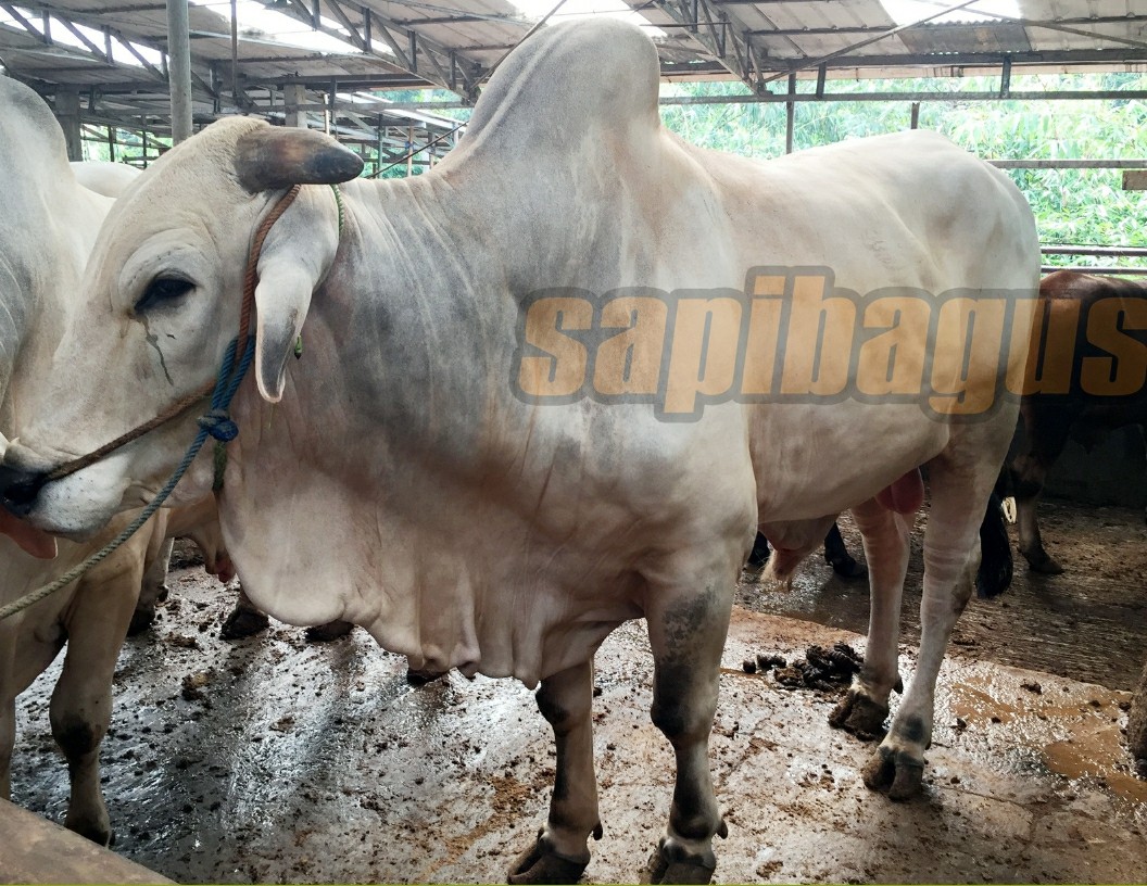 Detail Gambar Sapi Po Nomer 20