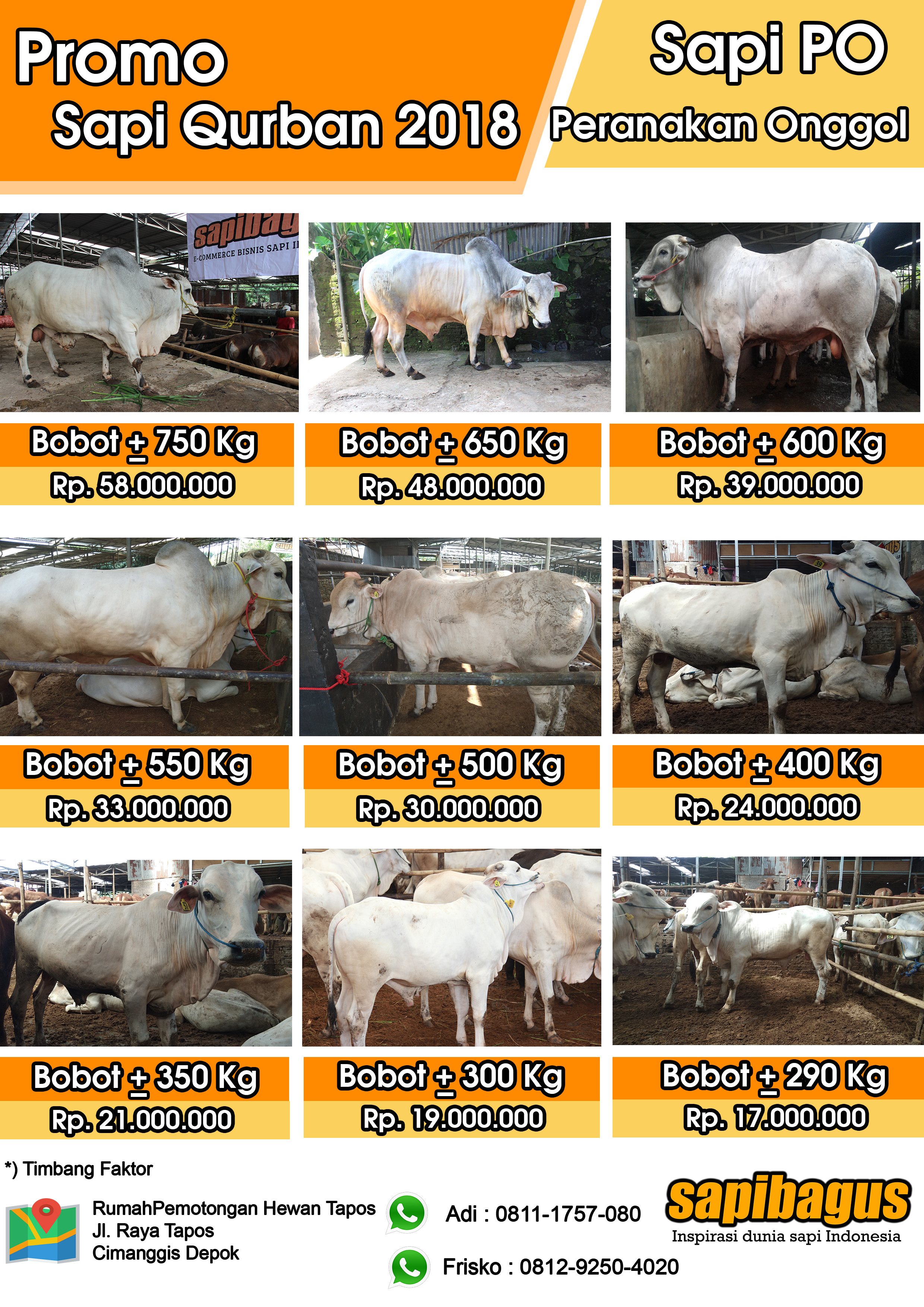 Detail Gambar Sapi Po Nomer 47