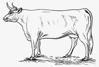Detail Gambar Sapi Putih Nomer 42
