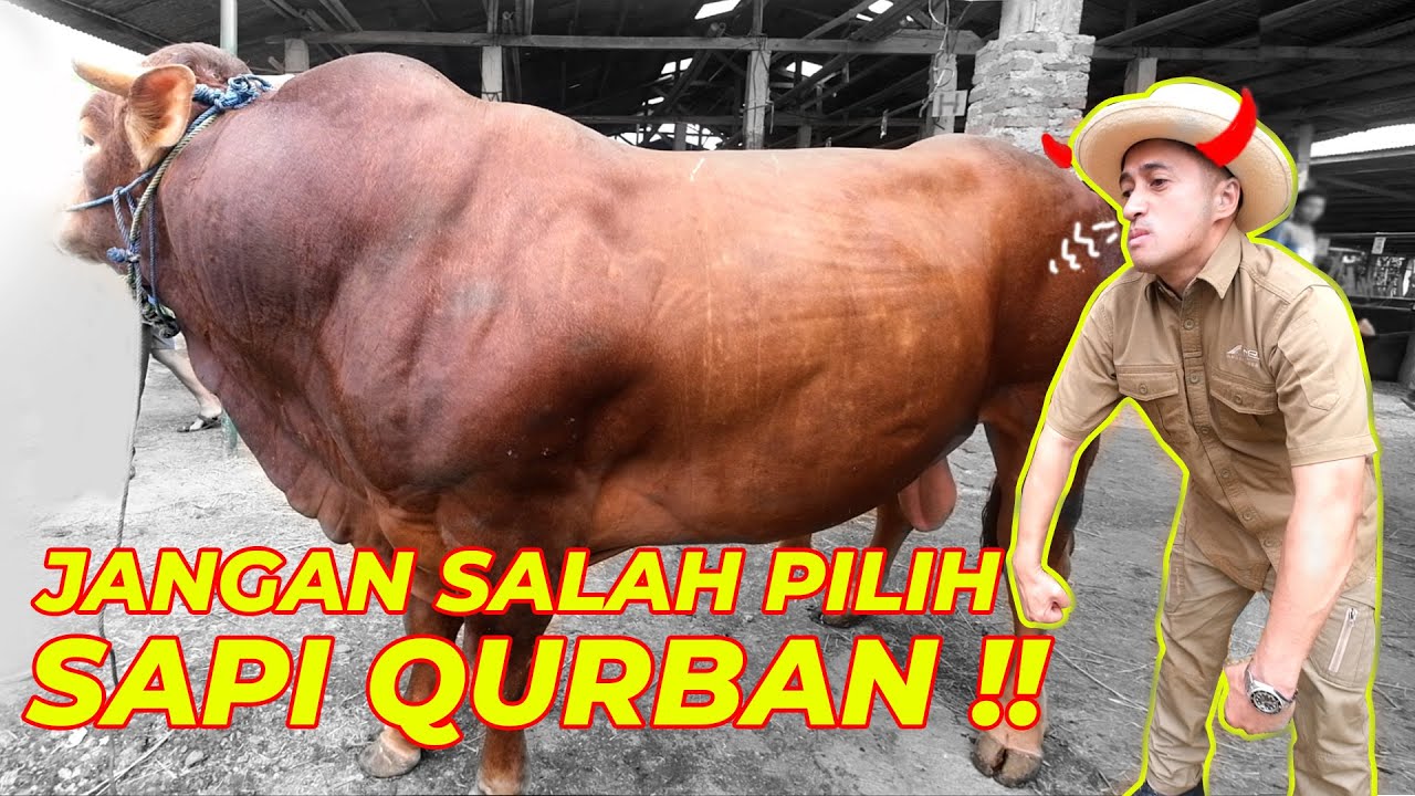 Detail Gambar Sapi Qurban Nomer 5