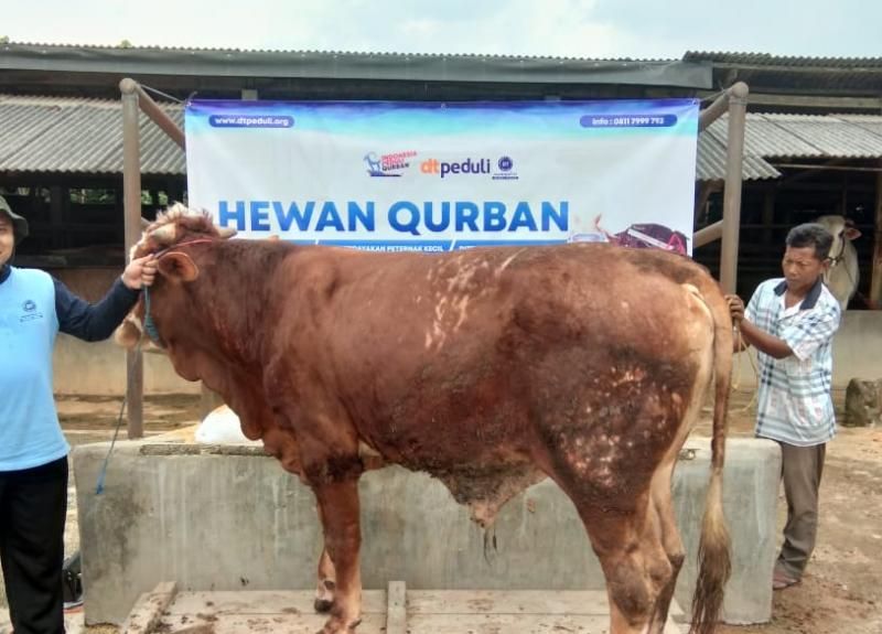 Detail Gambar Sapi Qurban Nomer 7