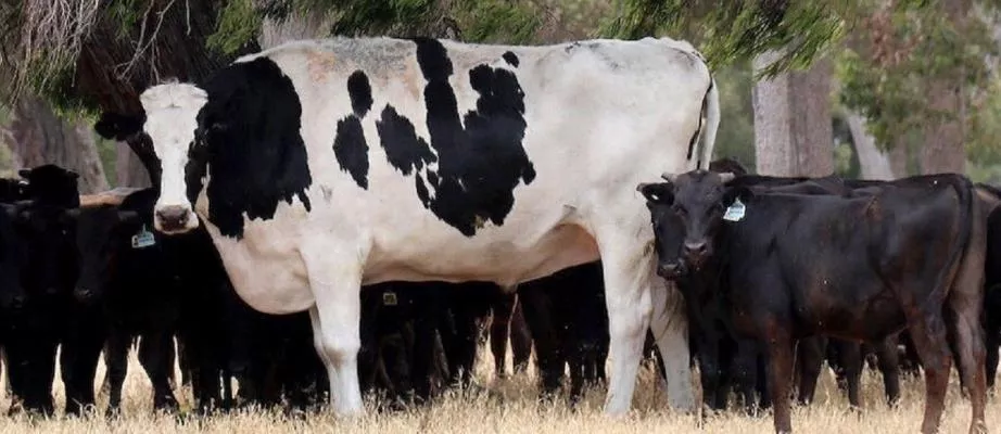Detail Gambar Sapi Raksasa Nomer 28