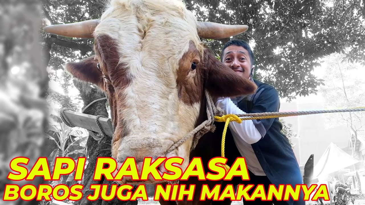 Detail Gambar Sapi Raksasa Nomer 50