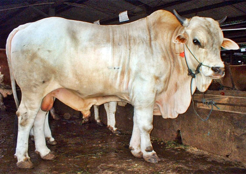Detail Gambar Sapi Sehat Nomer 16