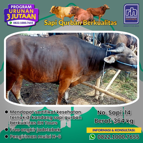 Detail Gambar Sapi Sehat Nomer 19