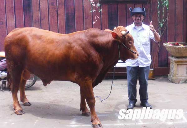 Detail Gambar Sapi Sehat Nomer 3