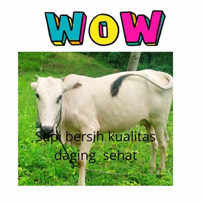 Detail Gambar Sapi Sehat Nomer 21